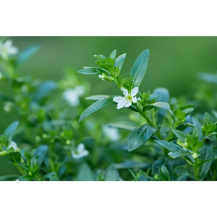 Piardino Köcherblume - Cuphea, Topfgröße: 17 cm - Nahaufnahme einer Cuphea-Pflanze mit kleinen, weißen Blüten und grünen Blättern vor einem verschwommenen, grünen Hintergrund.