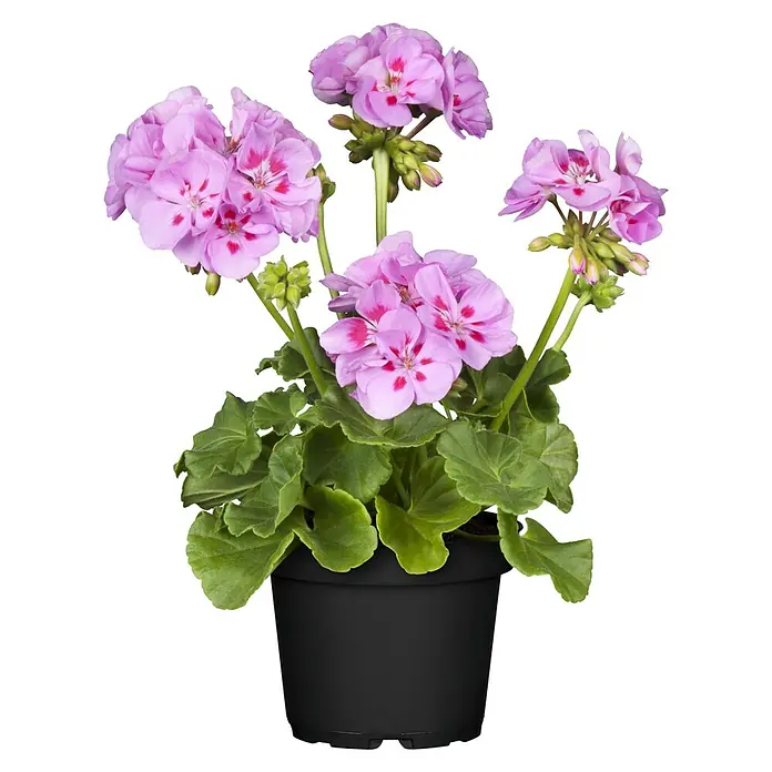 Zonal-Pelargonie - Pelargonium zonale verschiedene Farben, Topfgröße: 12 cm - Nahaufnahme einer rosa Geranie mit roten Akzenten in einem schwarzen Topf, die ihre zarten Blüten und üppigen grünen Blätter hervorhebt.
