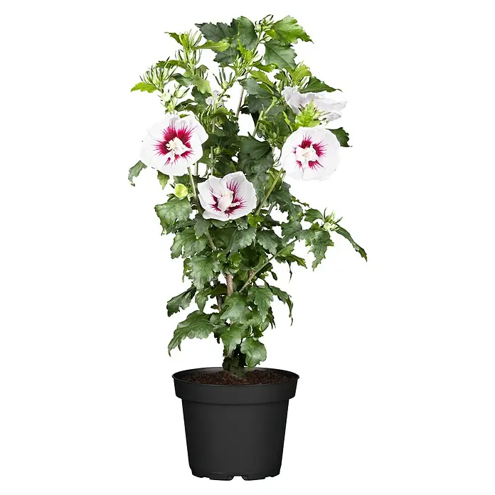 Piardino Garteneibisch mit Knospen - Hibiscus syriacus in Sorten, Topfvolumen: 2 l - Dieser Hibiskusstrauch im Topf bezaubert mit seinen großen, weißen Blüten, die einen markanten roten Fleck in der Mitte haben. Ein dekorativer Blickfang für jeden Raum!