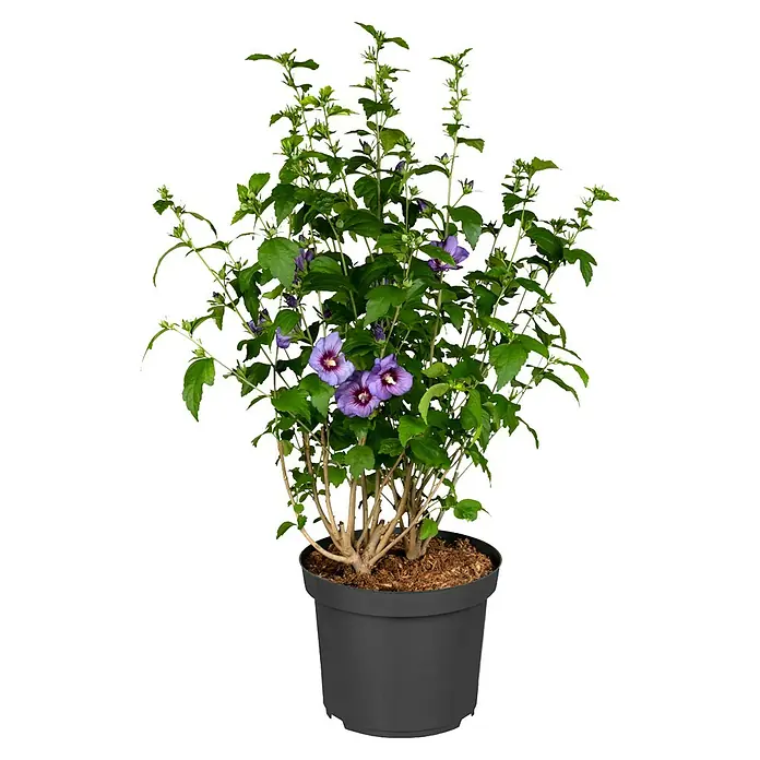 Piardino Garteneibisch mit Knospen - Hibiscus syriacus in Sorten, Topfvolumen: 2 l - Nahaufnahme eines Hibiskusstrauchs in einem schwarzen Topf, mit leuchtend violetten Blüten und üppigem Grün. Die Pflanze steht im Fokus.