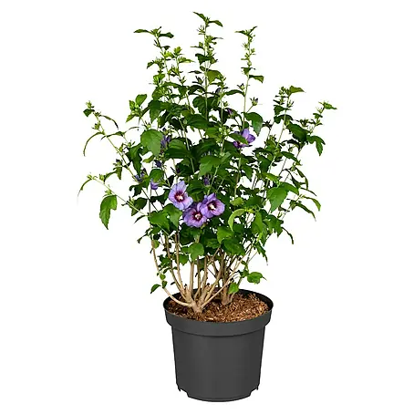 thuja roundup Thuja Cheer Drops | 1-Quart main image 0