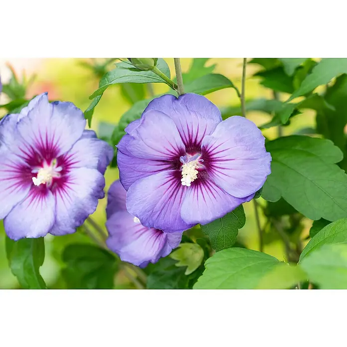 Piardino Garteneibisch Stamm - Hibiscus syriacus, Topfgröße: 21 cm - Nahaufnahme von lila Hibiskusblüten mit grünen Blättern im Hintergrund, die die feinen Details und lebendigen Farben der Blüten hervorheben.