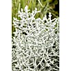 Piardino Pflanzenarrangement Silberkörbchen und Drahtwein (Topfgröße: 13 cm)