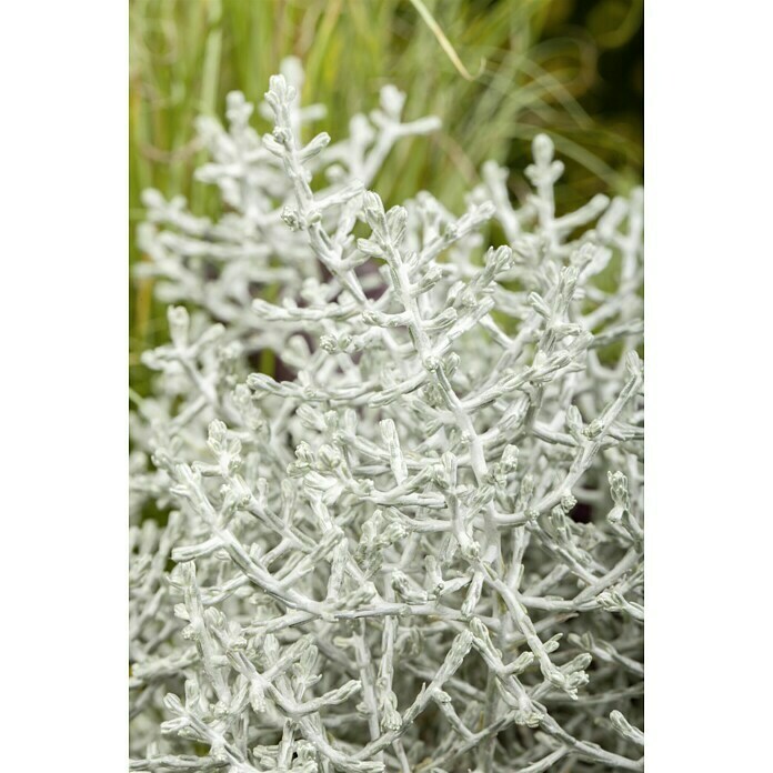 Piardino Pflanzenarrangement Silberkörbchen und Drahtwein (Topfgröße: 13 cm)