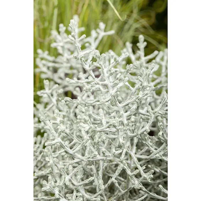 Piardino Garten-Arrangement Silberkörbchen und DrahtweinTopfgröße: 13 cm - Nahaufnahme einer silberstaubigen Miller-Pflanze mit filigranen Blättern, die eine faszinierende Textur und ein einzigartiges Aussehen zeigen.