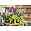 Piardino Pflanzenarrangement Silberkörbchen und Drahtwein (Topfgröße: 13 cm)