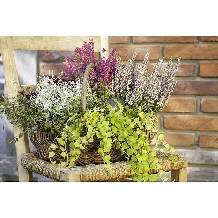 Piardino Pflanzenarrangement Silberkörbchen und Drahtwein (Topfgröße: 13 cm)