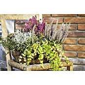 Piardino Pflanzenarrangement Silberkörbchen und Drahtwein (Topfgröße: 13 cm)