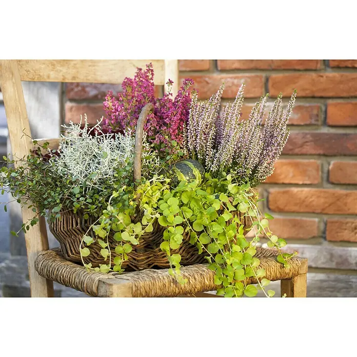Piardino Garten-Arrangement Silberkörbchen und DrahtweinTopfgröße: 13 cm - Korb mit blühenden Heidekraut Pflanzen auf einem Holzstuhl. Die Pflanzen haben lila, weisse und grüne Blätter und sind in einem rustikalen Korb arrangiert.