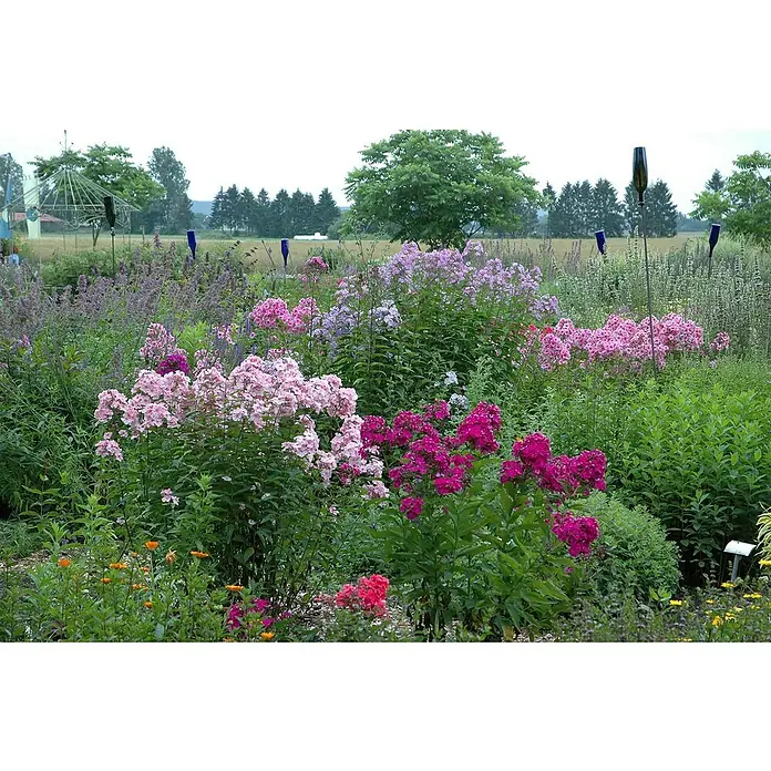 Piardino Hohe Flammenblume - Phlox paniculata, Topfvolumen: 2 l, Blütenfarbe: verschieden Farben - Üppiger Garten mit farbenfrohen Blumen, darunter Phlox, die ein optisches Highlight bilden. Verschiedene Texturen und Höhen schaffen eine dynamische Szene.