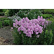 Phlox paniculata 2 i.F. gem.