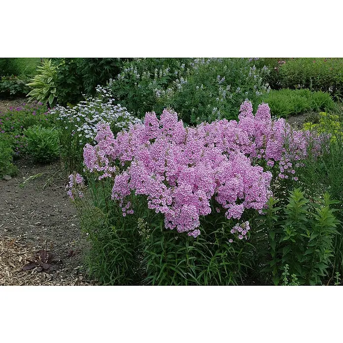 Piardino Hohe Flammenblume - Phlox paniculata, Topfvolumen: 2 l, Blütenfarbe: verschieden Farben - Üppige rosa Phlox-Blüten im Garten, die mit ihren zarten Blütenköpfen einen Farbtupfer in die grüne Umgebung bringen.