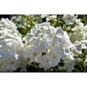 Phlox paniculata 2 i.F. gem.