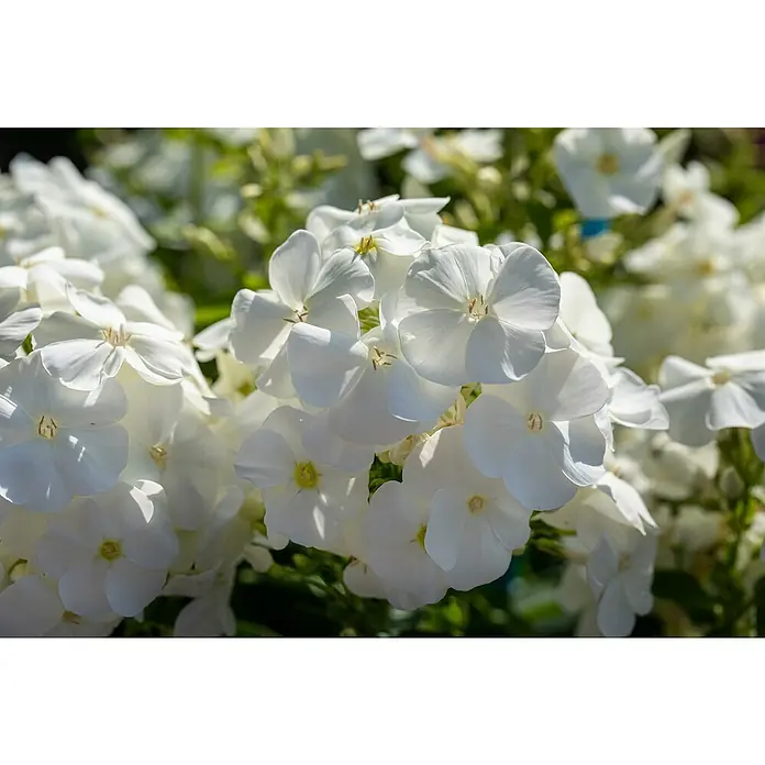 Piardino Hohe Flammenblume - Phlox paniculata, Topfvolumen: 2 l, Blütenfarbe: verschieden Farben - Nahaufnahme einer Gruppe weißer Phloxblüten, deren zarte Blütenblätter in der Sonne leuchten und die Schönheit der Natur zeigen.