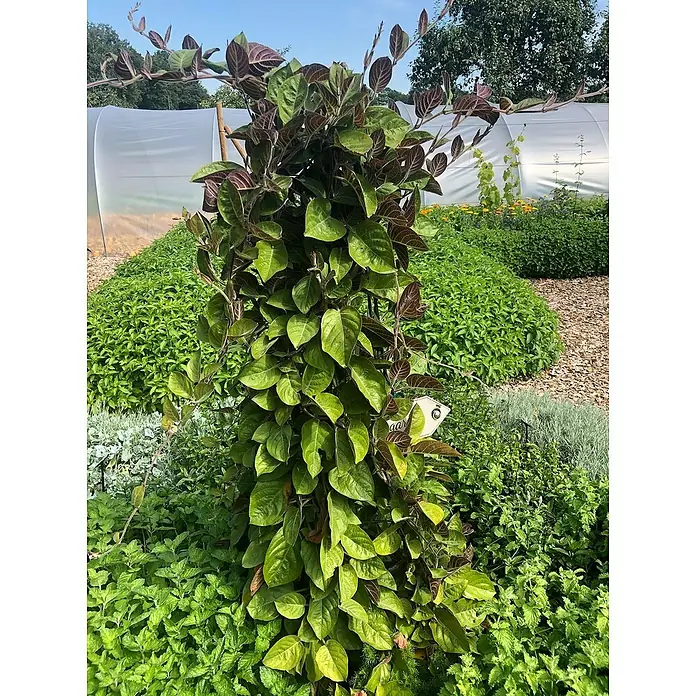 Blu Bio Käsekraut - Paederia lanuginosa, Topfgröße: 12 cm - Nahaufnahme einer üppigen Kletterpflanze mit markanten Blättern in einem Kräutergarten, der eine natürliche Eleganz ausstrahlt.