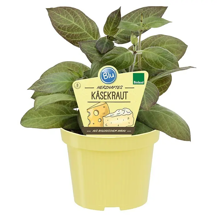 Blu Bio Käsekraut - Paederia lanuginosa, Topfgröße: 12 cm - Das Kräuterkäse-Käsekraut im gelben Topf, eine biologische Delikatesse für Feinschmecker.