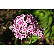 Phlox paniculata 2 i.F. gem.