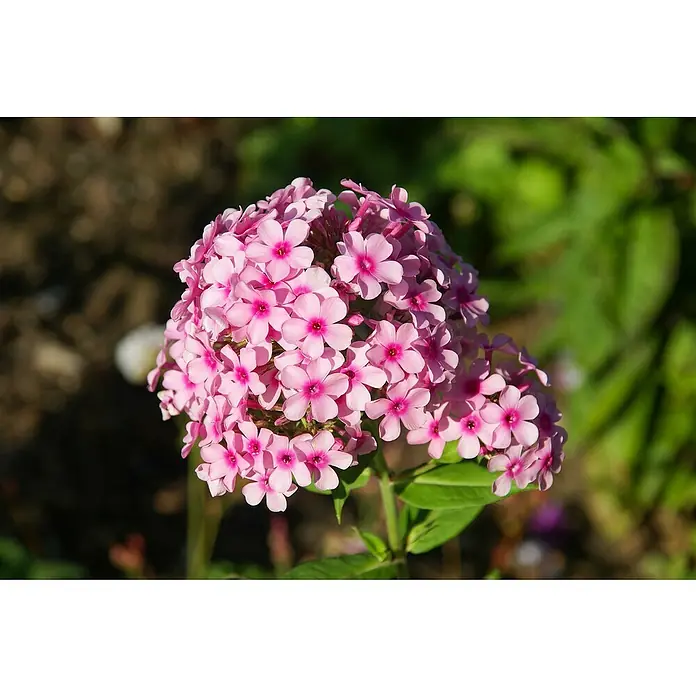 Piardino Hohe Flammenblume - Phlox paniculata, Topfvolumen: 2 l, Blütenfarbe: verschieden Farben - Nahaufnahme einer blassrosa Flammenblume (Phlox paniculata) mit leuchtend pinkfarbenen Zentren vor einem unscharfen grünen Hintergrund.