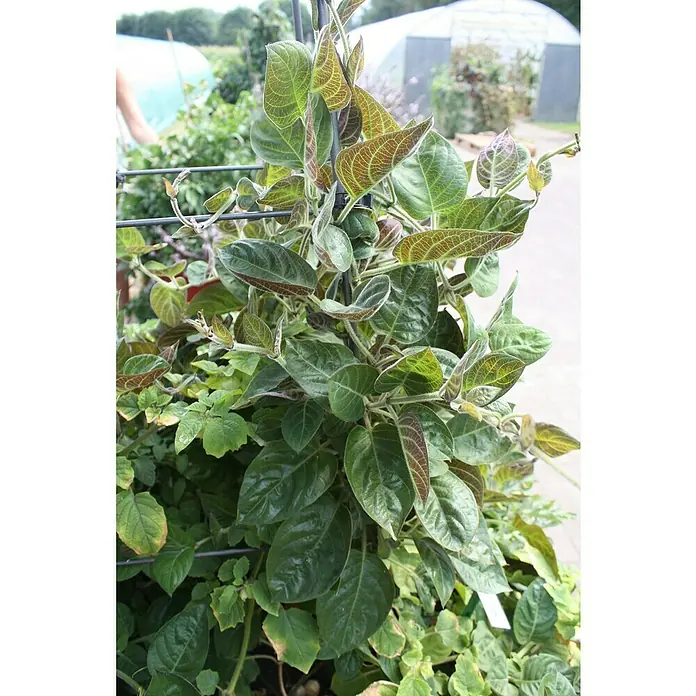 Blu Bio Käsekraut - Paederia lanuginosa, Topfgröße: 12 cm - Nahaufnahme einer Kletterpflanze mit auffälligen grünen und braunen Blättern, die an einem Metallgitter emporwächst.