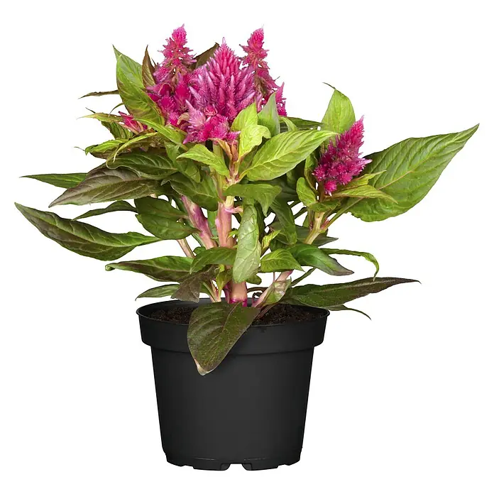 Piardino Silber-BrandschopfCelosia argentea 'Kelos Fire', Topfvolumen: 12 l - Vorderansicht
