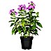 Piardino Hohe Flammenblume 