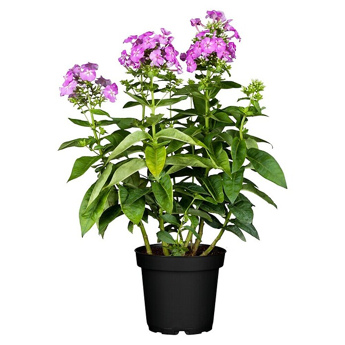 Phlox paniculata 2 i.F. gem.