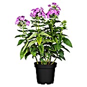 Phlox paniculata 2 i.F. gem.