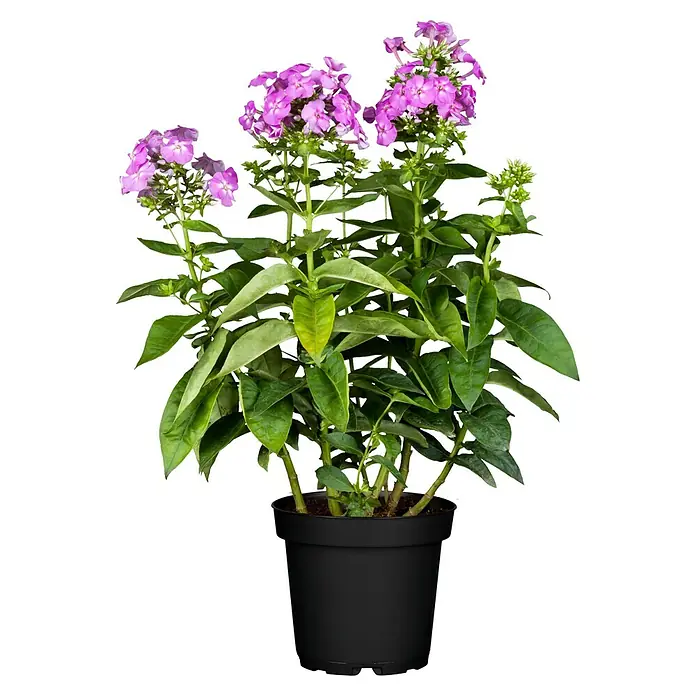 Piardino Hohe Flammenblume - Phlox paniculata, Topfvolumen: 2 l, Blütenfarbe: verschieden Farben - Nahaufnahme einer Phlox-Pflanze im Topf, die ihre leuchtend violetten Blüten und grünen Blätter zeigt.