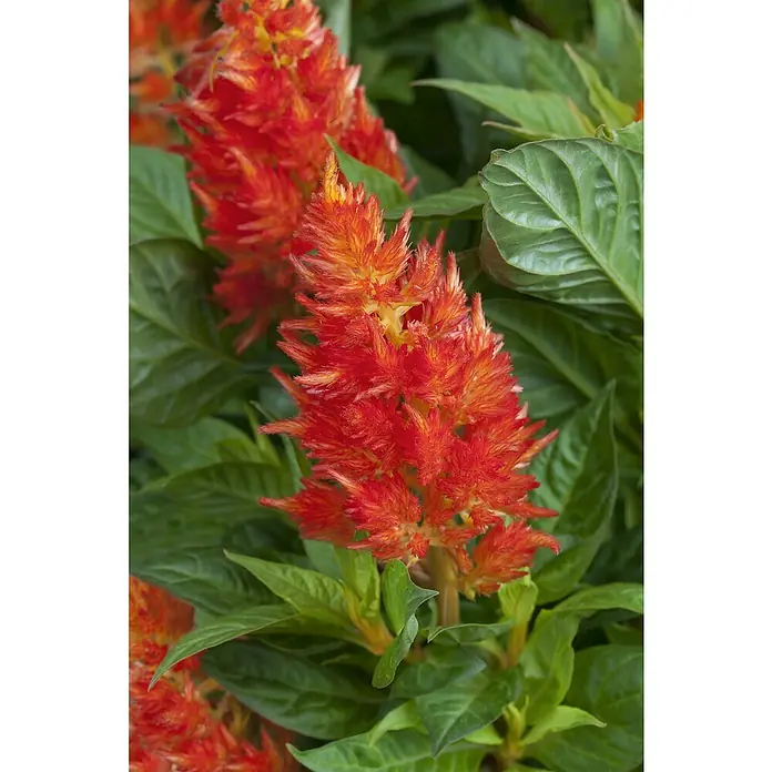 Piardino Silber-Brandschopf - Celosia argentea 'Kelos Fire', Topfvolumen: 12 l - Eine Nahaufnahme einer leuchtend roten Celosia-Blume mit grünen Blättern, die die Textur und Farbe der Pflanze hervorhebt.