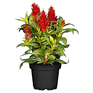 Piardino Silber-Brandschopf (Celosia argentea 'Kelos Fire', Topfvolumen: 12 l)