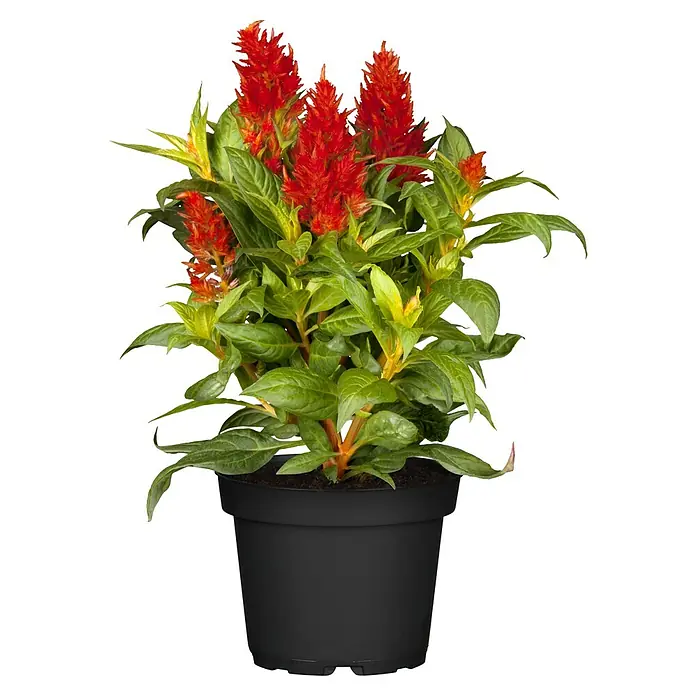 Piardino Silber-BrandschopfCelosia argentea 'Kelos Fire', Topfvolumen: 12 l - Vorderansicht
