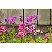 Phlox paniculata 2 i.F. gem.