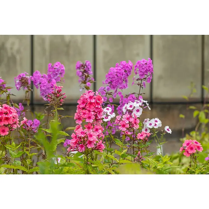 Piardino Hohe Flammenblume - Phlox paniculata, Topfvolumen: 2 l, Blütenfarbe: verschieden Farben - Farbenprächtige Phloxblüten in Rosa-, Lila- und Weißtönen vor einem neutralen Hintergrund, die die zarten Details der Blütenblätter hervorheben.