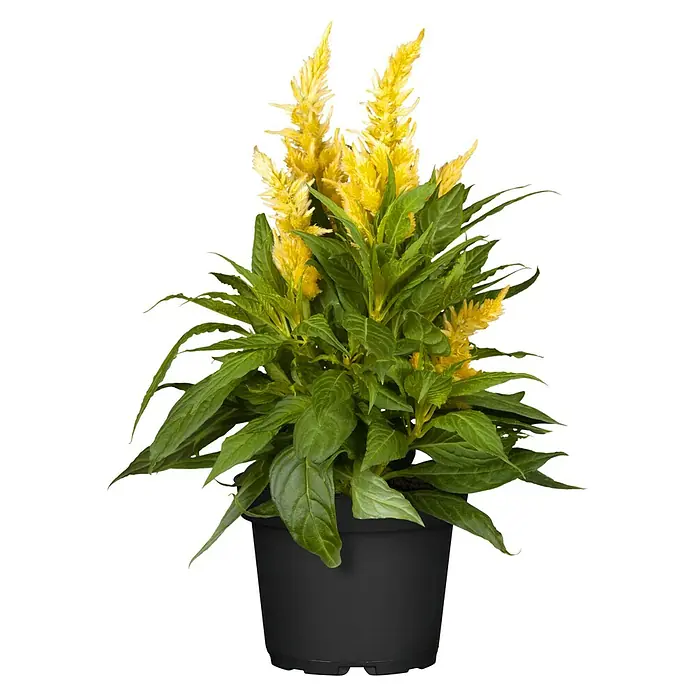 Piardino Silber-BrandschopfCelosia argentea 'Kelos Fire', Topfvolumen: 12 l - Vorderansicht