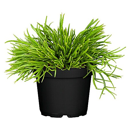 Piardino Rutenkaktus (Rhipsalis cassutha, Topfgröße: 12 cm)