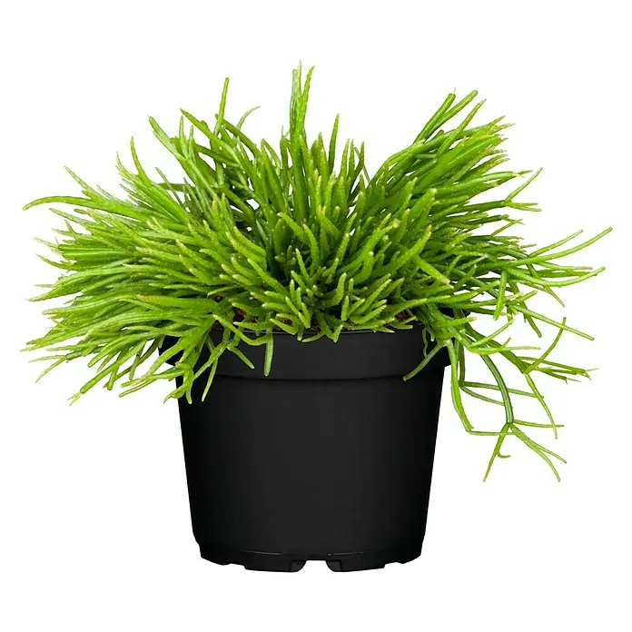 Piardino Rutenkaktus - Rhipsalis cassutha, Topfgröße: 12 cm - Zimmerpflanze Rhipsalis cassutha in einem schwarzen Topf. Perfekt für jeden Raum, da sie ein dekoratives Aussehen hat und wenig Pflege benötigt.