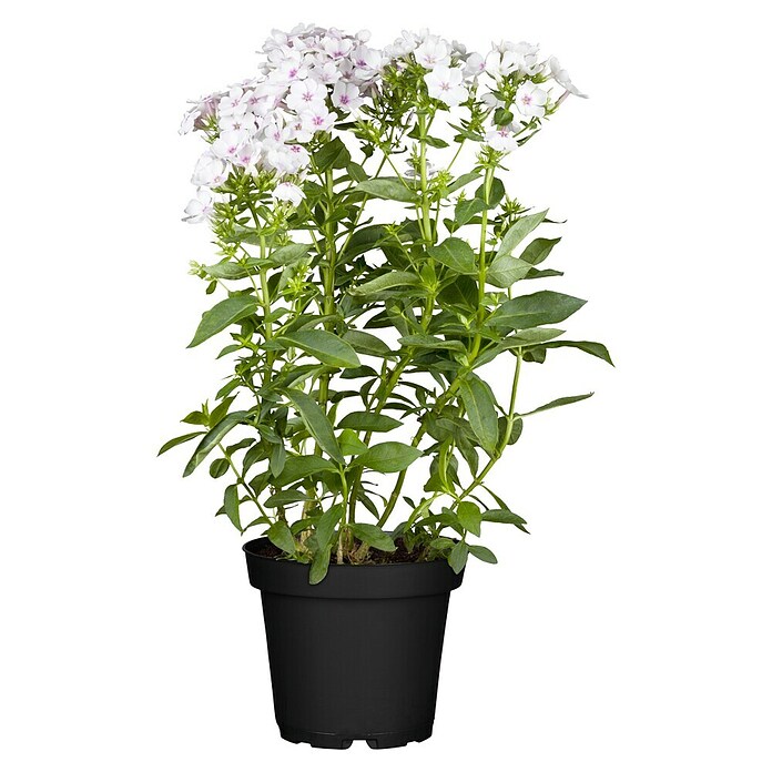 Phlox paniculata 2 i.F. gem.