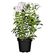 Phlox paniculata 2 i.F. gem.