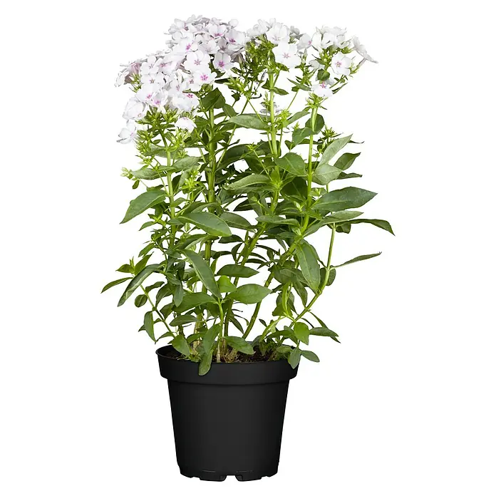 Piardino Hohe Flammenblume - Phlox paniculata, Topfvolumen: 2 l, Blütenfarbe: verschieden Farben - Nahaufnahme einer Topfpflanze mit üppigen weißen Blüten und grünen Blättern, die eine natürliche Schönheit ausstrahlt.