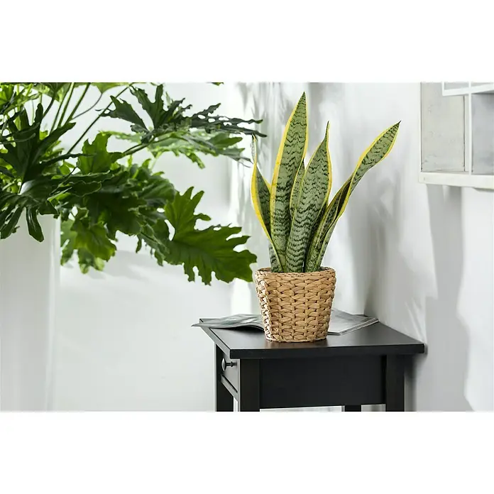 Piardino Bogenhanf - Sansevieria trifasciata, Topfgröße: 12 cm, Blattfarbe: Gelb-Grün - Eine Sansevieria-Pflanze in einem geflochtenen Korb auf einem schwarzen Tisch mit einer modernen Dekoration im Hintergrund.
