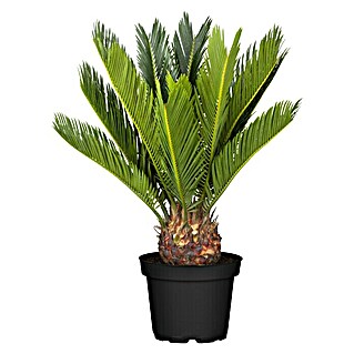 Piardino Palmfarn (Cycas revoluta, Topfgröße: 12 cm, Dunkelgrün)