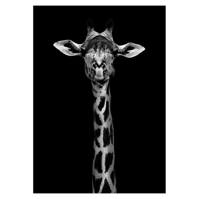 Papermoon Poster - Giraffe Portrait, B x H: 70 x 100 cm, Ohne Passepartout - Schwarzweiß-Foto einer neugierigen Giraffe, die ihre Zunge herausstreckt, vor einem neutralen schwarzen Hintergrund.