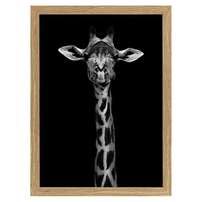 Papermoon Bild (Giraffe Portrait, B x H: 50 x 70 cm, Ohne Passepartout, Rahmen Eiche) | BAUHAUS
