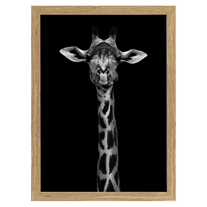 Papermoon Bild - Giraffe Portrait, B x H: 50 x 70 cm, Ohne Passepartout, Rahmen Eiche - Giraffe im Porträt: Schwarz-Weiß-Fotografie in einem Holzrahmen. Moderne Wanddekoration für Wohnzimmer und Büro.