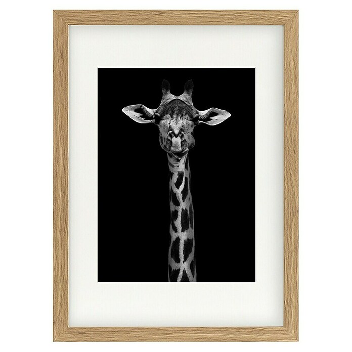 Papermoon Bild (Giraffe Portrait, B x H: 50 x 70 cm, Mit Passepartout, Rahmen Eiche) | BAUHAUS
