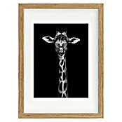Papermoon Bild (Giraffe Portrait, B x H: 50 x 70 cm, Mit Passepartout, Rahmen Eiche) | BAUHAUS