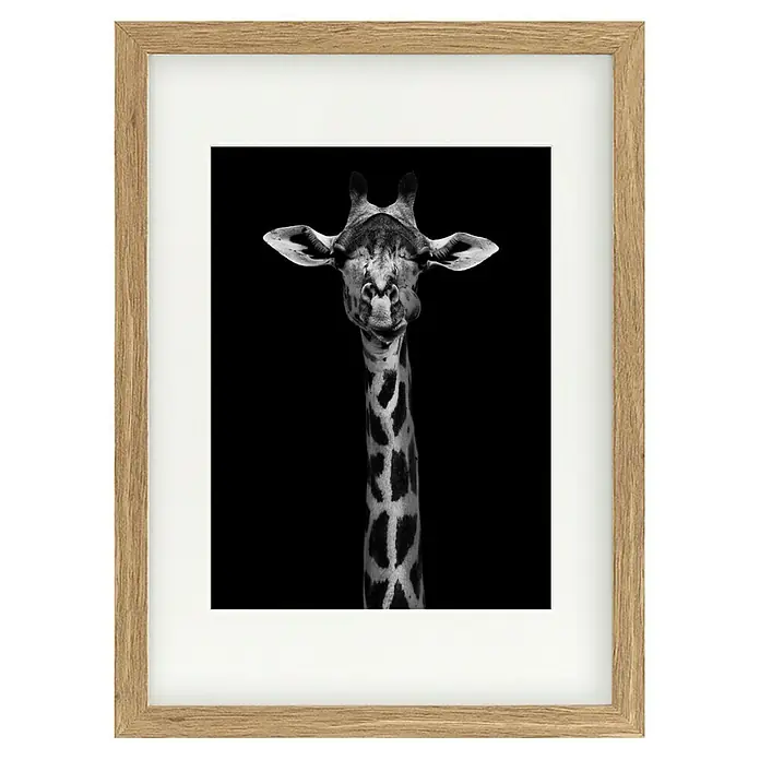Papermoon Bild - Giraffe Portrait, B x H: 70 x 100 cm, Mit Passepartout, Rahmen Eiche - Gerahmtes Schwarz-Weiß-Foto einer Giraffe mit lustigem Gesichtsausdruck, das die Schönheit der Tierwelt einfängt.