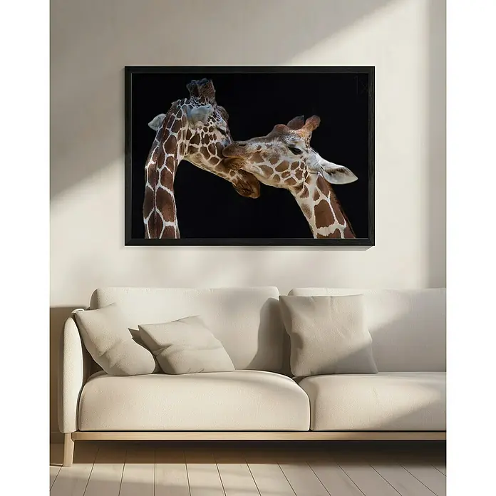 Papermoon Bild - The Kiss, B x H: 50 x 40 cm, Ohne Passepartout, Rahmen Schwarz - Ein gerahmtes Poster mit zwei sich liebkosenden Giraffen hängt über einem beigen Sofa und sorgt für einen Hauch von Natur im Raum.