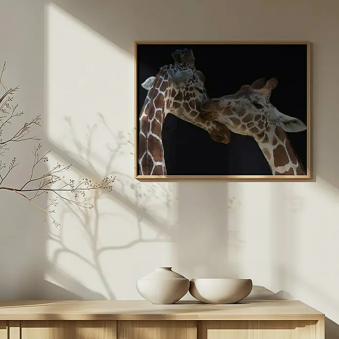 Papermoon Bild - The Kiss, B x H: 80 x 60 cm, Ohne Passepartout, Rahmen Eiche - Wandbild mit zwei Giraffen vor schwarzem Hintergrund, das an einer Wand über einem Sideboard mit zwei Vasen hängt.