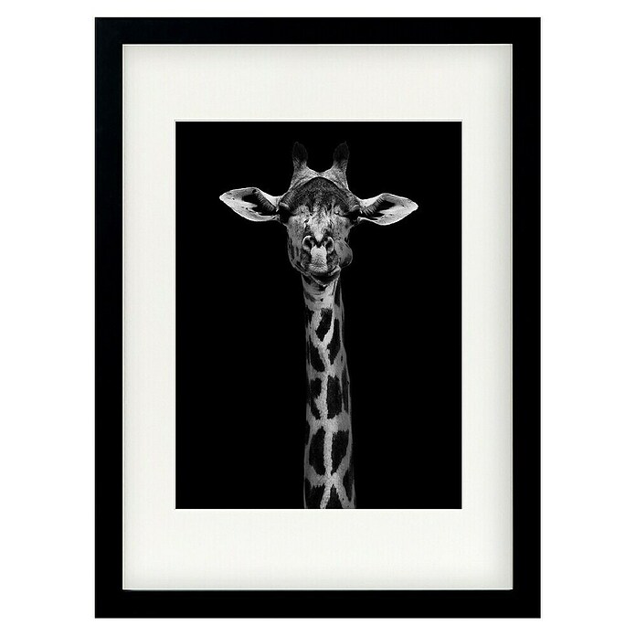 Papermoon Bild (Giraffe Portrait, B x H: 60 x 80 cm, Mit Passepartout, Rahmen Schwarz) | BAUHAUS